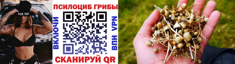 наркошоп Бирск мега Псилоцибиновые грибы Psilocybine cubensis